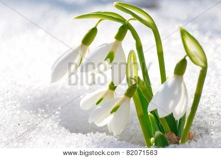 Spring Snowdrop Flowers