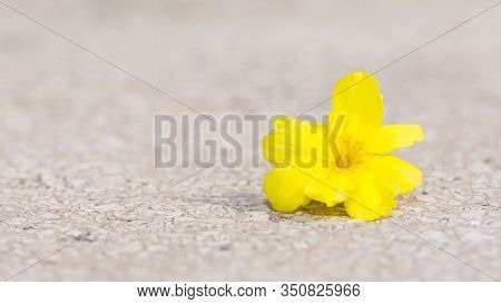 For Background, Various Abstract Photos Of Flowers