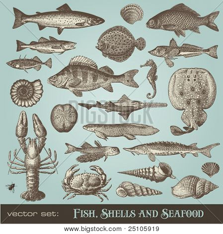 vector set: fish, shells and seafood - variety of detailed vintage illustrations