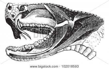 Viper Snake Head, vintage engraving. Old engraved illustration of section of a Viper Snake Head showing long fangs used to inject venom. Trousset Encyclopedia.