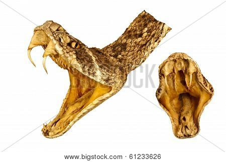 Rattlesnake Head and inside mouth combination