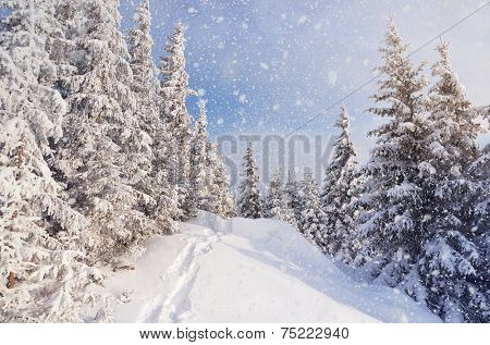 Winter landscape with snow drifts and a footpath in a mountain forest. Forest after a snow storm