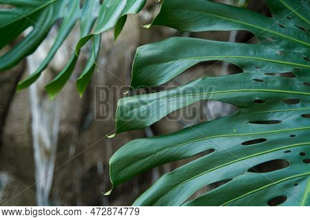 A Huge Leaf With Holes In The Rich Green Color Of A Tropical Plant In The Jungle.