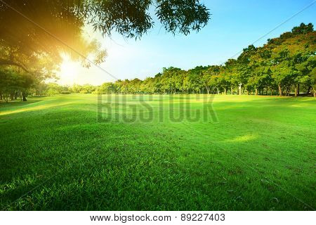 Beautiful Morning Sun Shining Light In Public Park With Green Grass Field And Green Fresh Tree Plant