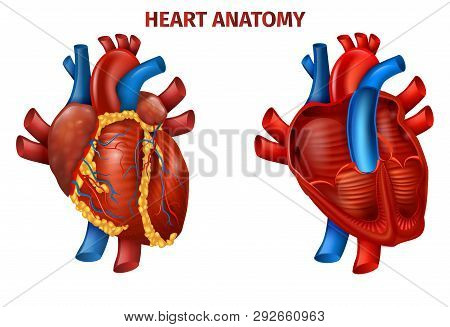 Vector Illustration Of Realistic Human Heart Anatomy. Medical Poster Cardiovascular Organ Outside, I