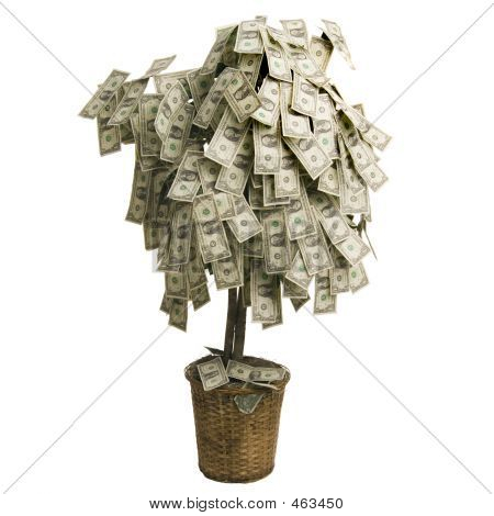 Money Tree