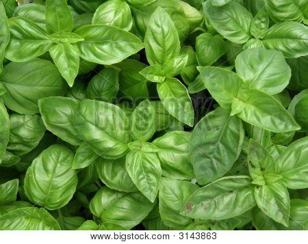 Basil Leaves