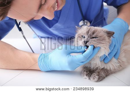 Young Veterinarian Examining Cat On Table In Clinic