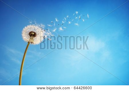 Dandelion with seeds blowing away in the wind across a clear blue sky with copy space