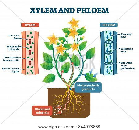 Xylem And Phloem Vector Illustration. Labeled Water, Nutrient And Mineral Transportation Scheme. Edu