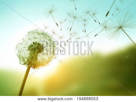 Dandelion seeds blowing in the wind across a summer field background conceptual image meaning change growth movement and direction.