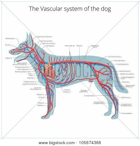 Vascular system of the dog vector illustration