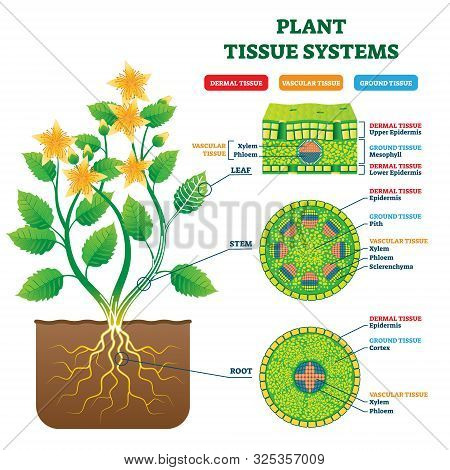 Plant Tissue Systems Vector Illustration. Labeled Biological Structure Scheme. Anatomical Diagram Wi