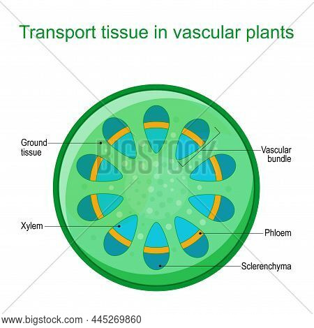 Cross Section Of Vascular Tissue System Of  A Plant. Dicot Vascular Bundles Of Xylem And Phloem Are 