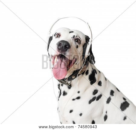 Cute Dalmatian Dog In Headphones And Collar.