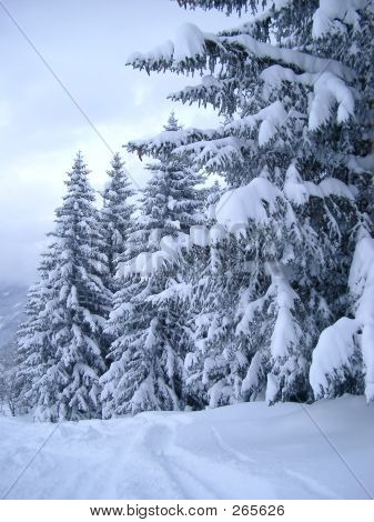 Snow Covered Pines