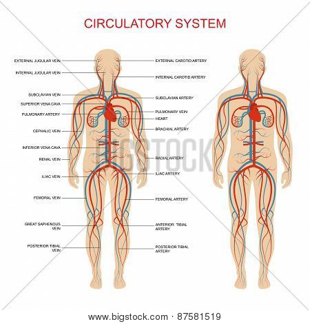 circulatory system,