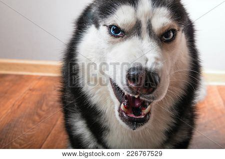 Dog Bared And Growls Into The Camera.  Siberian Husky Is Angry And Shows Fangs.