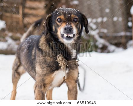 Angry dog shows teeth. Pets. Wicked aggressive dog. Angry dangerous dog protection barking attacks. 