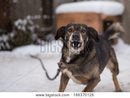 Angry dog shows teeth. Pets. Wicked aggressive dog. Angry dangerous dog protection barking attacks. 