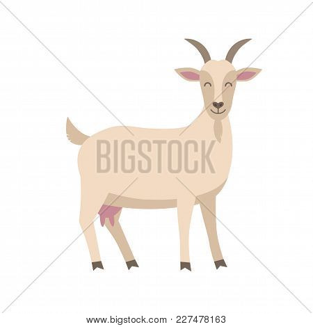 Cute Goat Vector Flat Illustration Isolated On White Background. Farm Animal Goat Cartoon Character