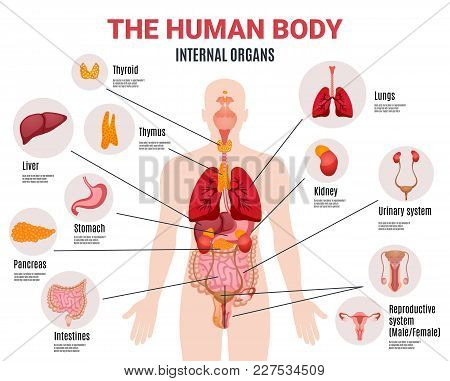 Human Body Internal Organs Schema Flat Infographic Poster With Icons Images Names Location And Defin