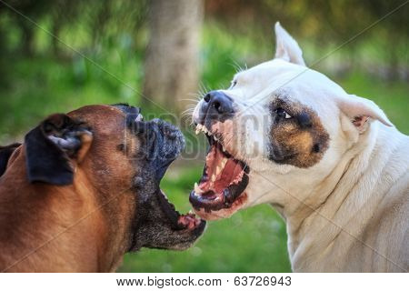 Fighting dogs