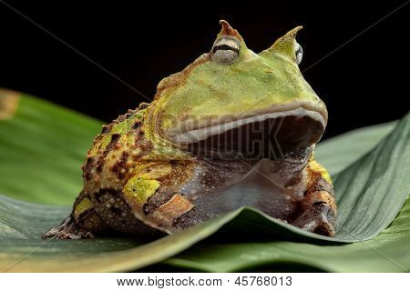 Pacman frog or toad, South American horned frogs Ceratophrys cornuta Tropical rain forest animal living in the Amazon rainforest of Brazil Suriname kept as exotic pet animal