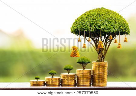 Stacking Gold Coins And Money Bag Of Tree With Growing Put On The Wood On The Morning Sunlight In Pu