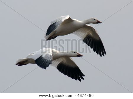 Snow Geese In Flight