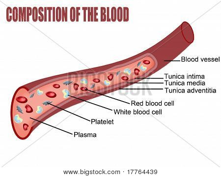 Composition Of The Blood