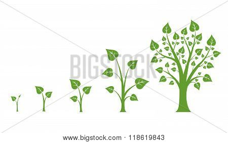 Tree growth vector diagram