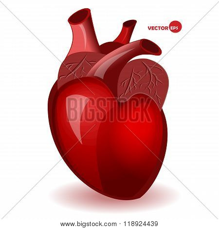 Body heart with veins in a simple comic style. Valentine's Day humor card. Anatomical heart, detaile