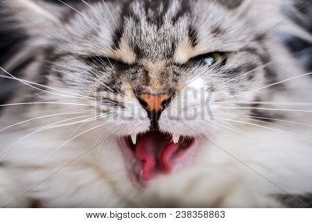 Angry Gray Cat Close-up Shows His Fangs