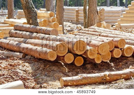 Harvested pine logs at the site of timber processing and assembly log cabins homes