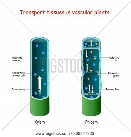 Xylem And Phloem. Biological Structure Scheme Of Inner Vascular In Plant. Cross Section. Function Of