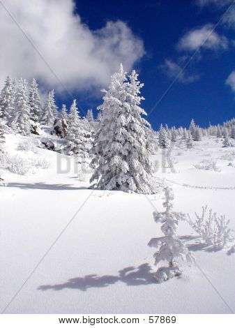 Snowy Seedling