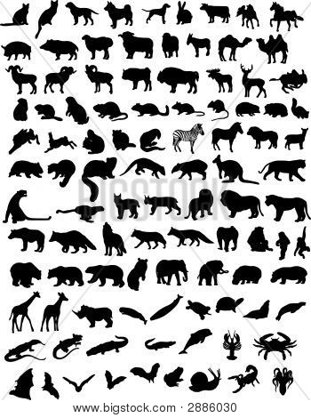 100 Animals