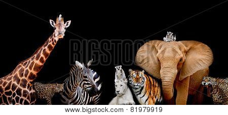 A Group Of Animals Are Together On A Black Background With Text Area. Animals Range From An Elephant