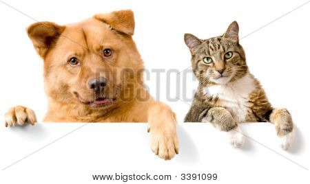 Dog And Cat Above White Banner