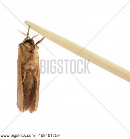 Brown Common Clothing Moth Isolated On White