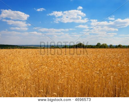 Wheat Field