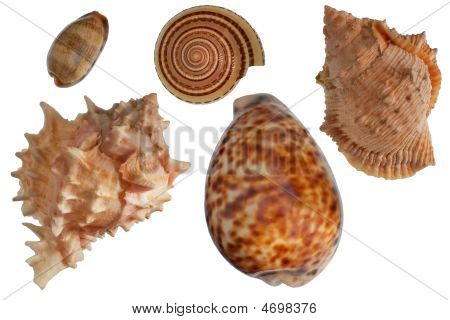 Shells