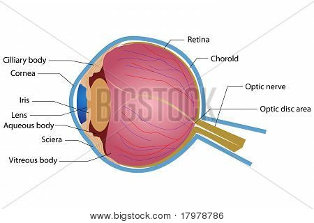 Eye Anatomy