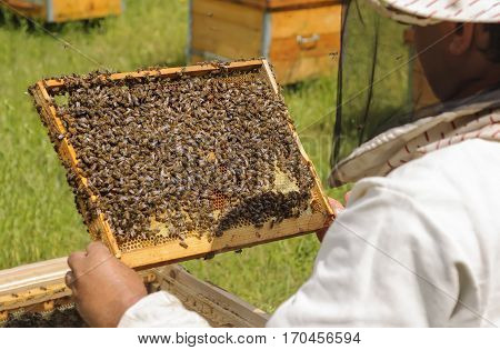 Beekeeper inspects bee family. Cell bees. Beekeeping