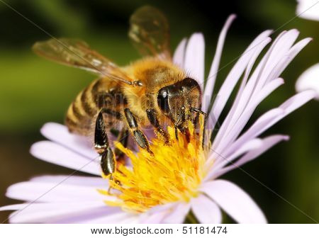 Honey bee on flower