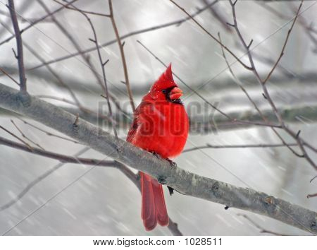 Cold Cardinal