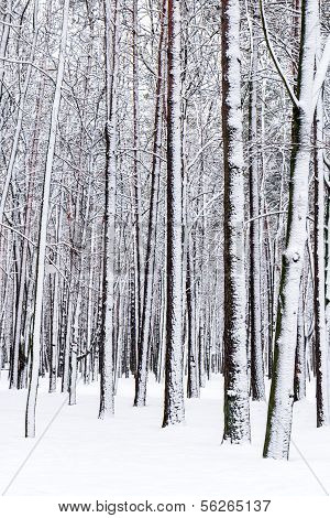 Winter Forest