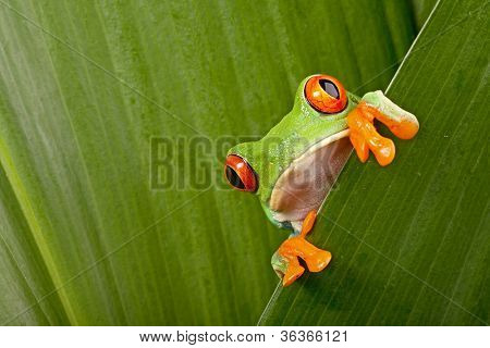 red eyed tree frog peeping curiously between green leafs in rainforest Costa Rica curious cute night animal tropical exotic amphibian