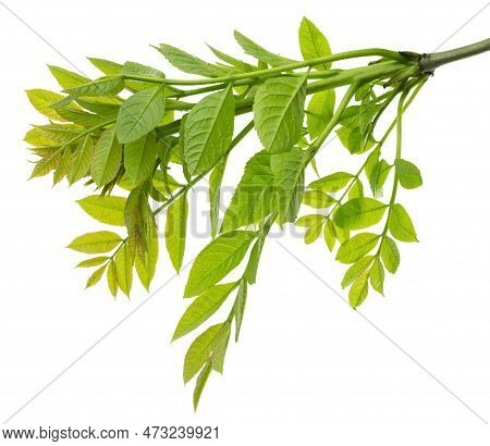 Branches Of Elderberry. Green Spring Foliage. Green Elderberry Leaves. Medicinal Plant. Herbal Medic